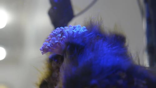 Beautiful hammer coral & green hair algae flowing in the water current in a reef tank with Blue LED