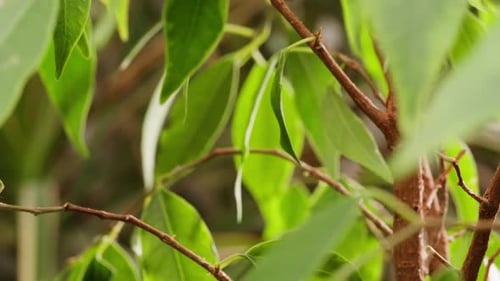 Green Leaves and Branches Close Up