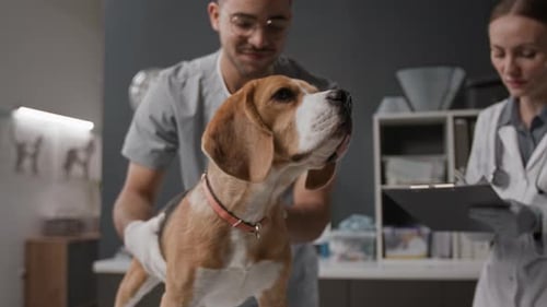 Two Veterinarians Performing Medical Examination on Beagle Dog in Clinic