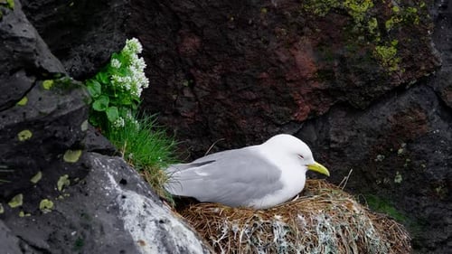 Möwen sitzen in einem Nest auf einer felsigen Klippe am Meer, die Tierwelt Islands, Seevögel inkubieren Eier