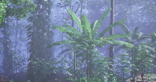 Lush Tropical Forest with Vibrant Plants and Misty Atmosphere in the Morning