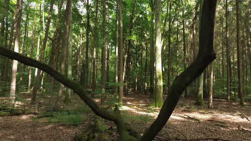branches fly through mixed european forest sunlight sun rays aerial