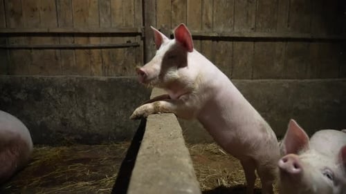 Porcelets roses dans des compartiments séparés