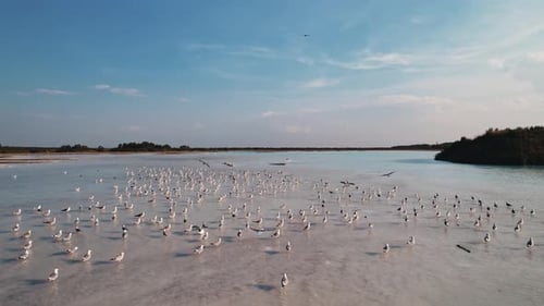 Seagulls Fly Over the Lake at Sunset