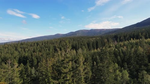 Aerial View of Lush Forest and Distant Mountains