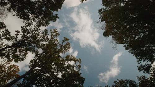 Rotating camera shot a beautiful forest landscape the time the leaves change color in autumn.