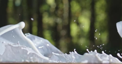 Milk Splash with Milk in Summer Nature Pouring Fresh Milk with Splash