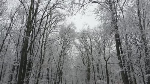 Mysterious snowy forest. Cinematic stabilized shot. France