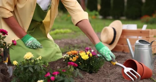 Woman in gloves working with rake in garden, closeup. Transplanting beautiful flowers