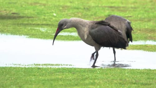 Ibis ou hadada à la recherche d'insectes sur la pelouse
