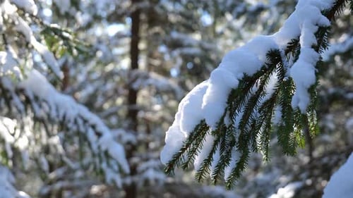 Winter forest landscape with fir tree branch covered in snow.