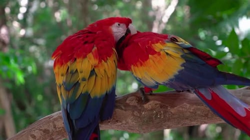 Vibrant Scarlet Macaws Perched in a Tropical Setting