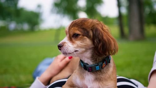 small funny cute dog with owner on a walk in the park girl pet outdoors happy friendship lies
