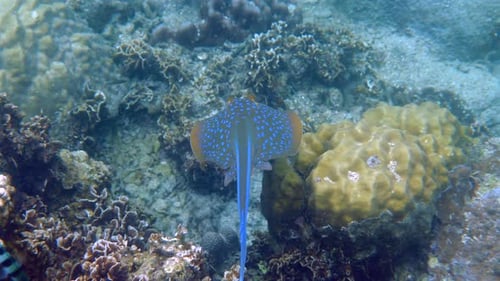 Bluespotted Ribbontail Ray Swimming Among Coral Reef