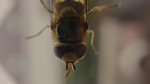 Extreme Close Up of a Fly