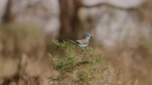 European roller Coracias garrulus sitting on a thorny bush in Murchison Falls National Park, Uganda