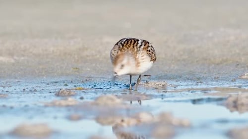 Little Stint Calidris Minuta With Reflection In Water