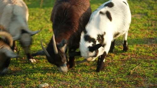 Goats Grazing Peacefully on Sunny Green Pasture