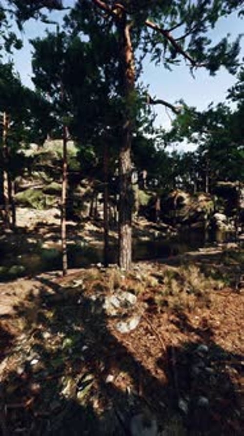 Dense Forest With Trees and Rocks