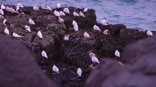Seagull sits on rock at the seashore in Iceland. While the fierce Atlantic ocean plays around them.
