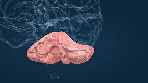 3D Animation of Cerebellum Rotation in Human Brain