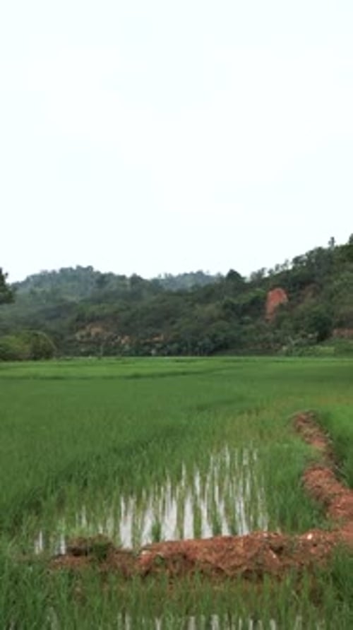 Drone Flying Low Over Rice Plantations Approaching Female Farmer Near Forest and Mountains