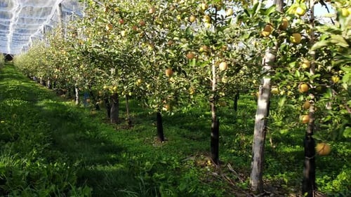 Apple Trees in Orchard with Protection Nets