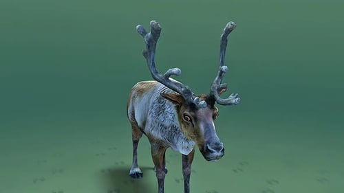 Animated 3D Reindeer Model with Anatomical Labels
