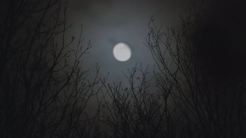 Bright Full Moon Behind Some Tree Branches on a Cloudy Night Sky