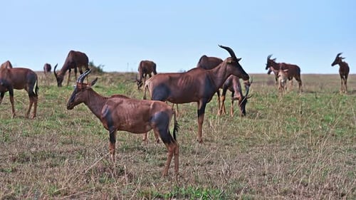 Big herd of Bubal antelopes graze