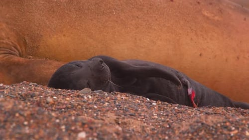 Adorable Seal Pup Resting on Pebble Beach