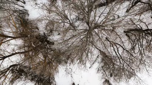 Blick von oben auf den blattlosen Winterlaubwald bei Schneefall