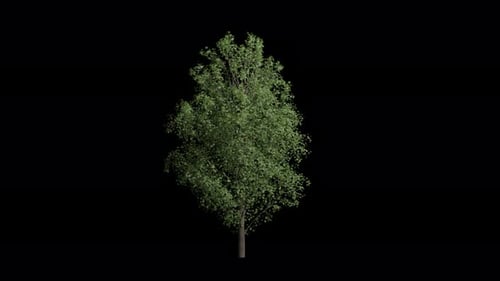 Animated Green Tree with Swaying Leaves
