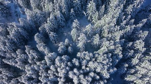 Aerial View of a Snowy Forest in Courchevel France a Stunning Winter Paradise
