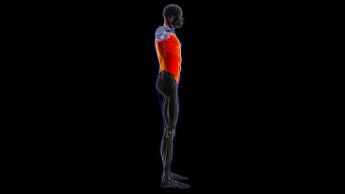 Rotating 3D Human Torso Muscles Anatomy Display