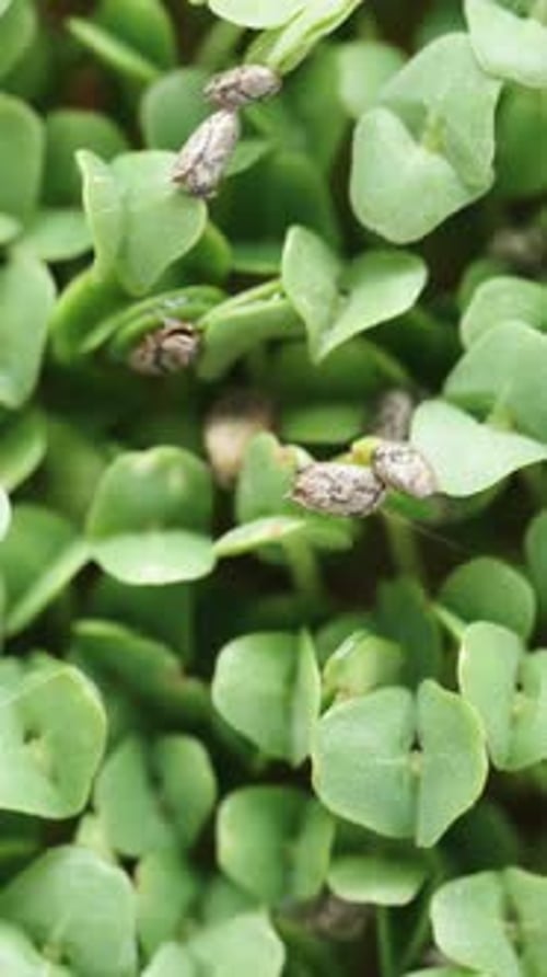 Vertical video. Title Screen, Wall of Microgreens, Sprouted Chia Seeds, Top View. Dolly slider.
