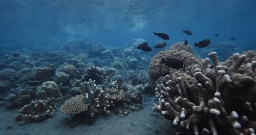Corals with School of Black Fish Underwater in Transparent Blue Ocean