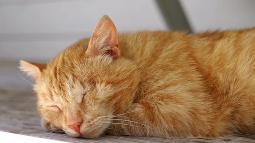 Ginger Cat Sleeping Peacefully in Close Up