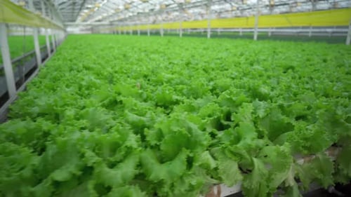 Industrial Greenhouse for Growing Lettuce Leaves Hydroponics Farm