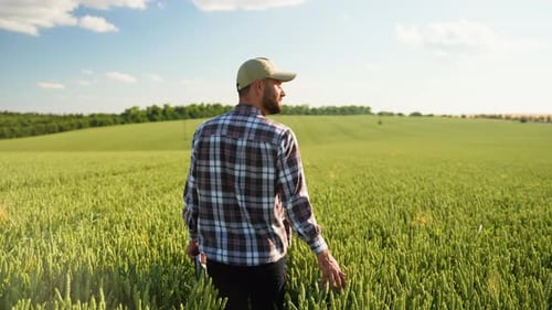 Farmer Walking on Field and Touching Wheat Rear View