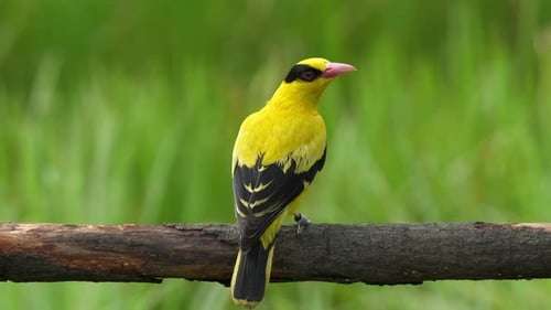 Brilliant Yellow Bird Perched on Branch in Nature