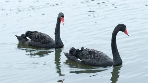 Two black swans swim in the lake under sunlight landscape.