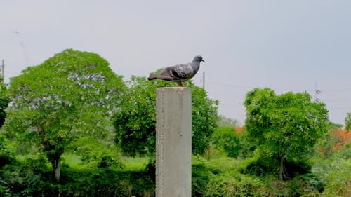 Common Grey Pigeon Sitting On A Cement Post