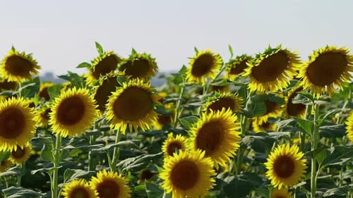 Agriculture Yellow Sunflower Plant In Farm Field In Sunlight 58