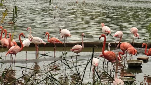 Pink Flamingos Standing and Feeding in Tranquil Pond
