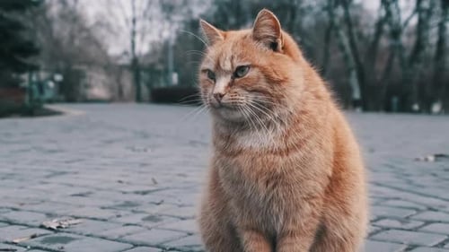 Un chat roux errant et solitaire est assis de près sur un trottoir dans le parc Gray City Ralenti