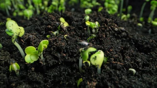 Timelapse of a Young Plant Sprouting From Soil During Germination