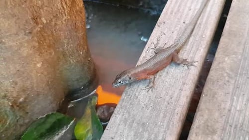 Lézard Algyroides dalmate sortant de la promenade pour se jeter dans un étang à une vitesse de 0,125 fois. Tourné dans Sidari V