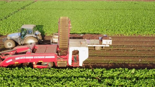 Sugar Beet root Harvesting process, Early morning aerial follow footage.