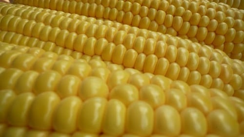 Fresh Corn 25